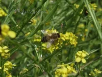 Honingbij [Apis mellifera]